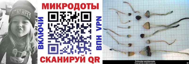 Псилоцибиновые грибы GOLDEN TEACHER Плёс